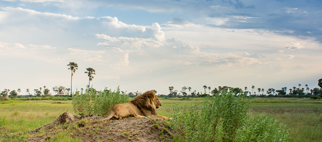 Moremi Game Reserve