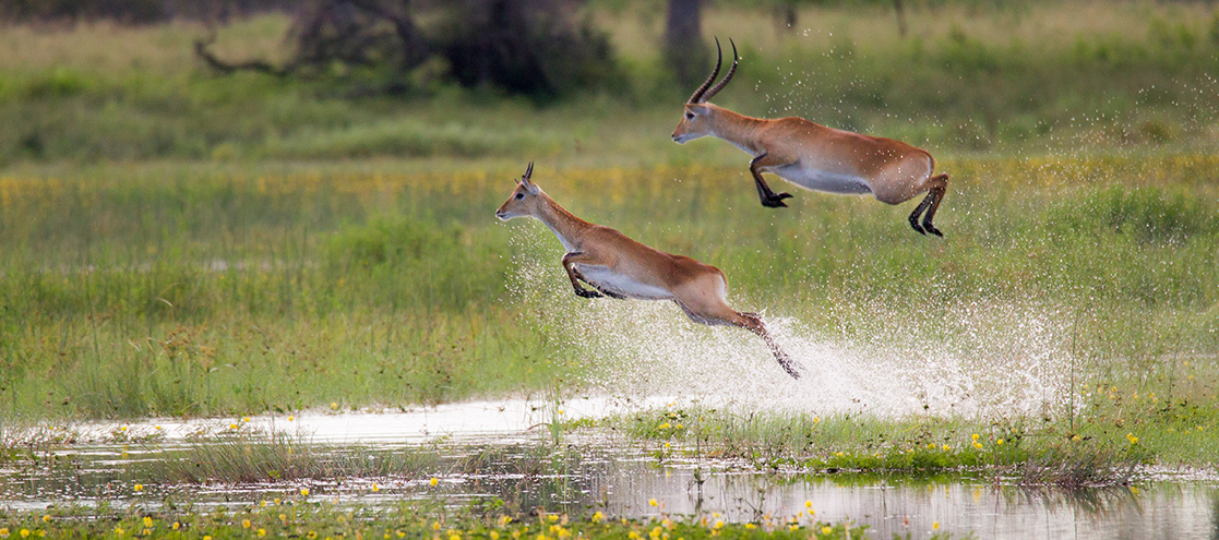 Okavango Delta